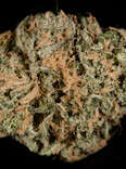 blue dream cannabis strain, closeup of marijuana bud