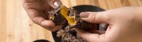 Who Invented Mozzarella Sticks? The Recipe's Surprising Origins - Thrillist