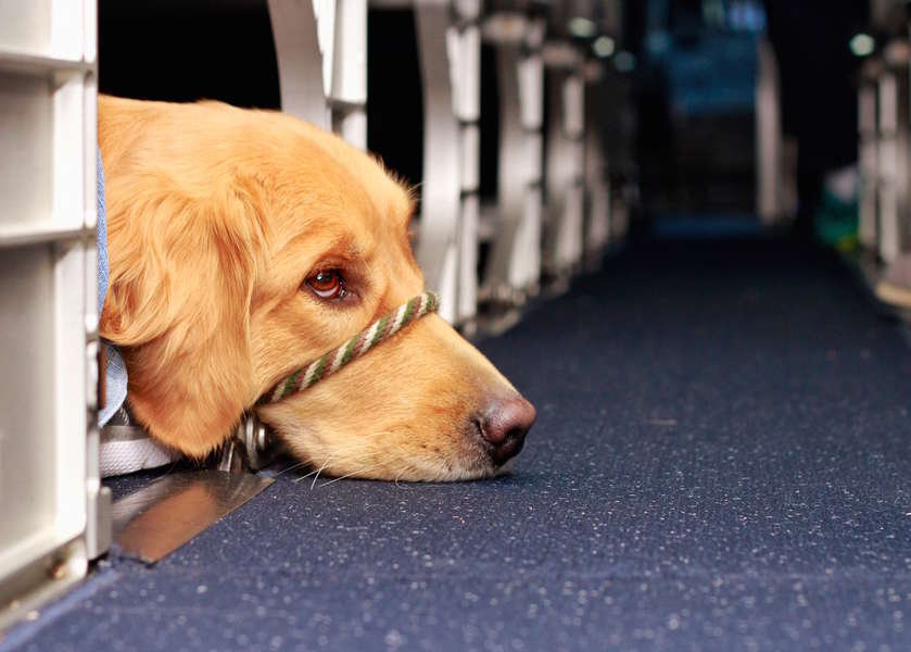 How to fly with a dog thrillist
