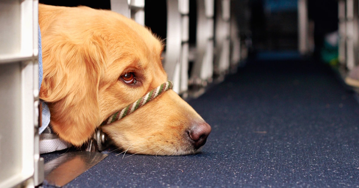 How to Fly With a Dog Thrillist