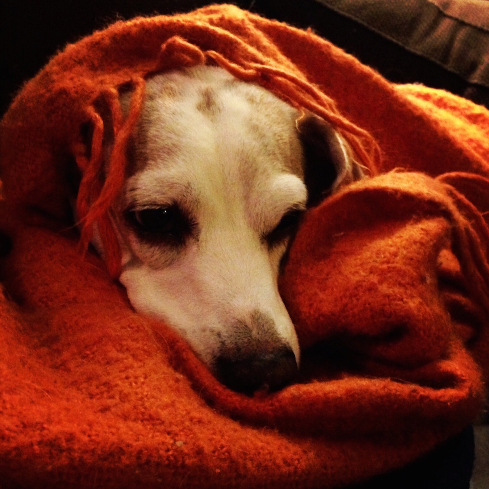 How to Fly With a Dog Thrillist