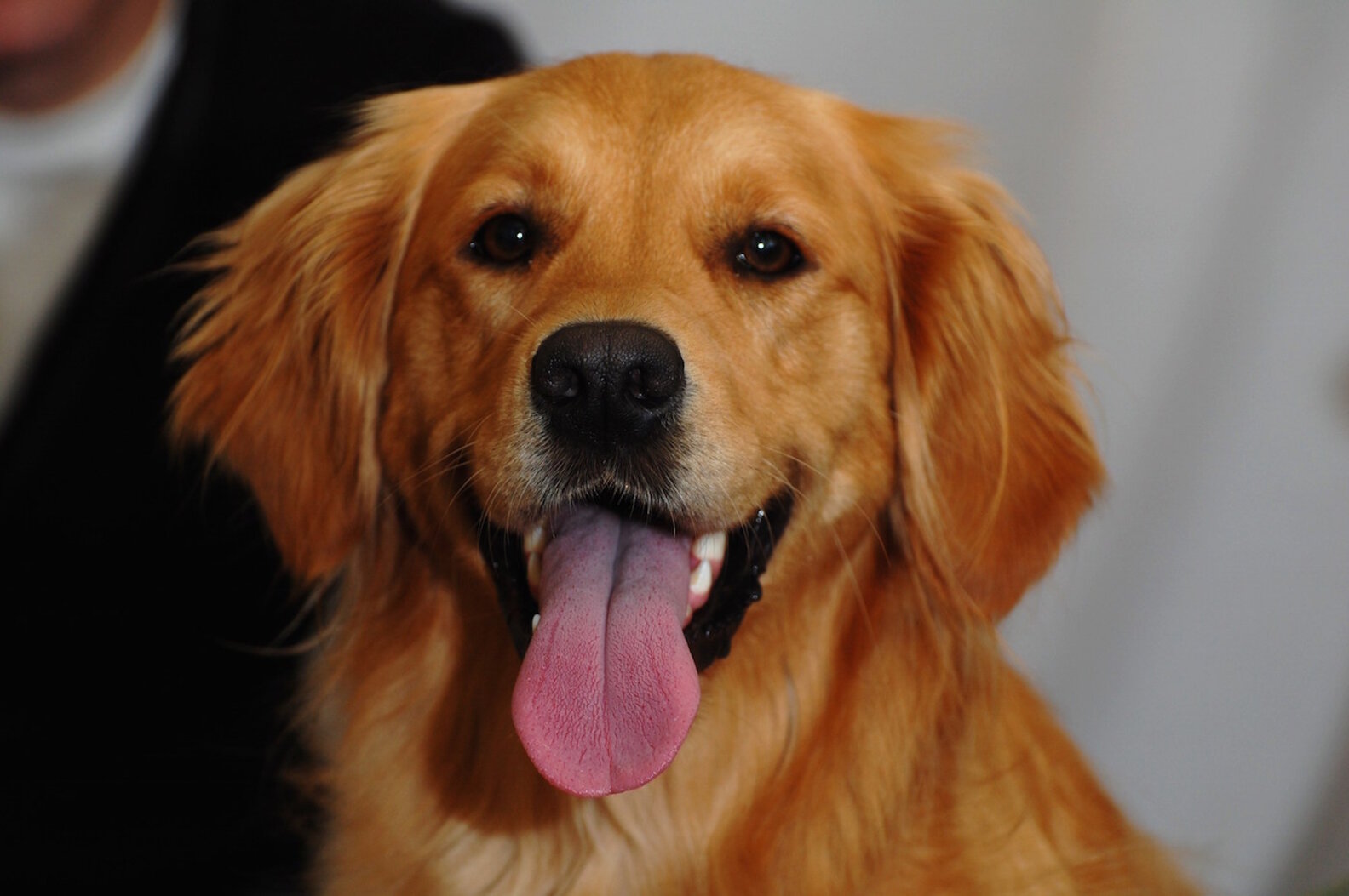 How To Fly With A Dog Thrillist