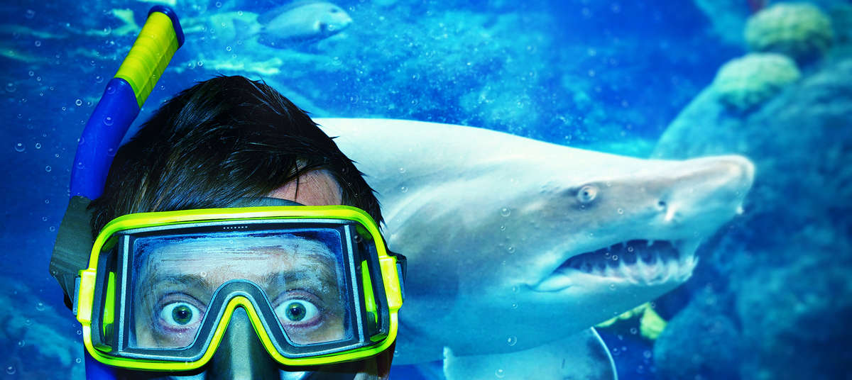 Everything You Need to Know About All the Sharks You Can Swim With