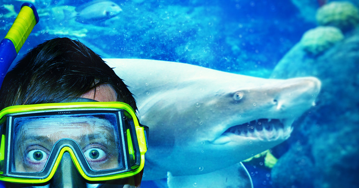 Everything You Need to Know About All the Sharks You Can Swim With