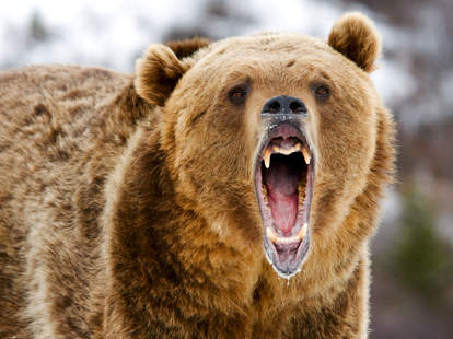 How To Fight Off A Bear Video Thrillist