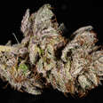 Master Kush weed strain, cannabis, buds, trichomes