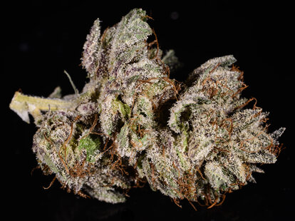 Master Kush weed strain, cannabis, buds, trichomes