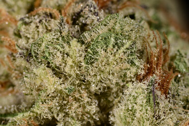 Pineapple Express weed strain, cannabis, trichomes