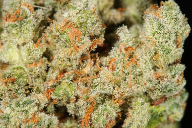 Trainwreck weed strain, cannabis, trichomes