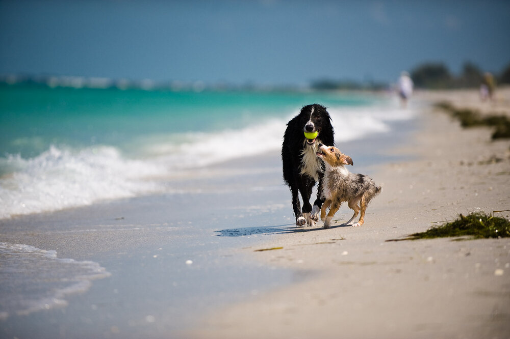 Least Crowded Beaches In Florida Best Beaches To Avoid Tourists Thrillist