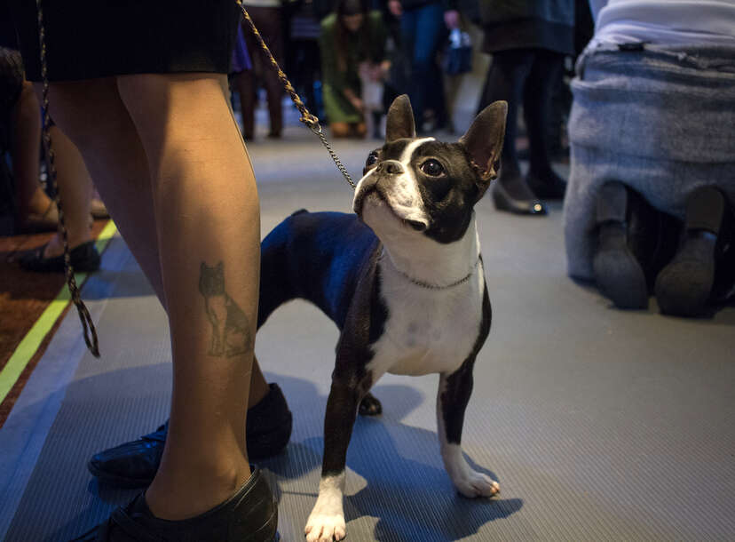 Boston terrier best sale westminster 2019