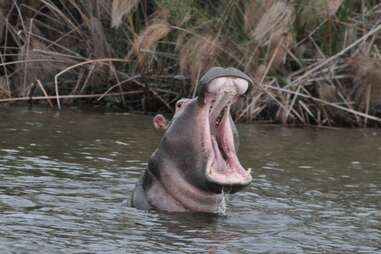 Hippopotamus in Akagera National Park in Rwanda, Africa
