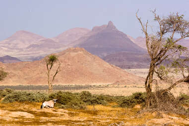 Oryx in Darmaland, Namibia, Africa