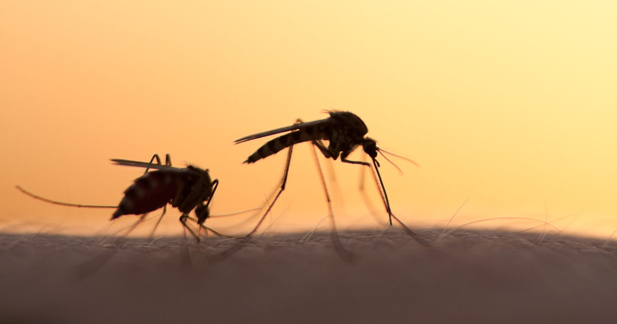 Can You Get Zika Virus From Having Sex Thrillist 