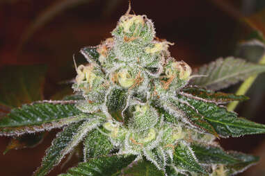 Girl Scout Cookies marijuana strain weed plant