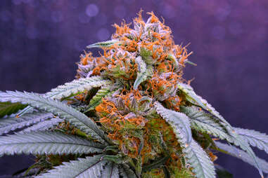 Granddaddy Purple marijuana strain weed plant