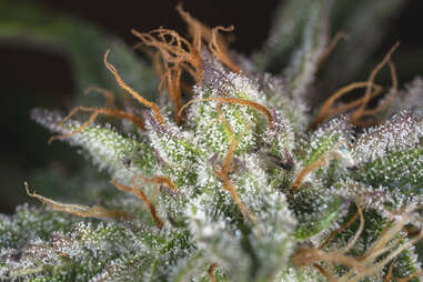 Hindu Kush marijuana weed strain plant