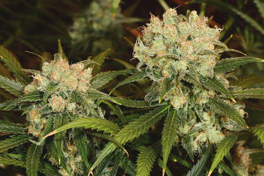 Northern Lights marijuana strain weed plant