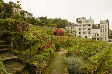 Paris vineyard in Montmartre district