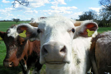 cows close up