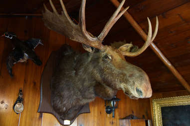 taxidermy, moose head mounted on wall