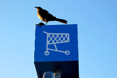 shopping cart sign bird crow walmart perched