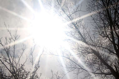 Sun shining through Minnesota's bare trees