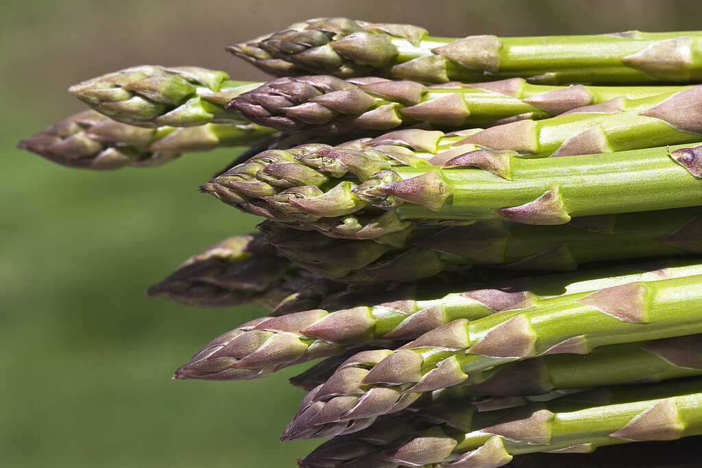 Asparagus in the wild