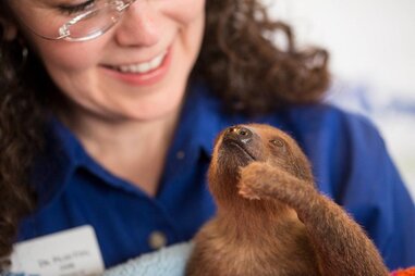 woman with baby sloth