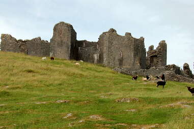 Animals grazing around Carreg Cennen castle