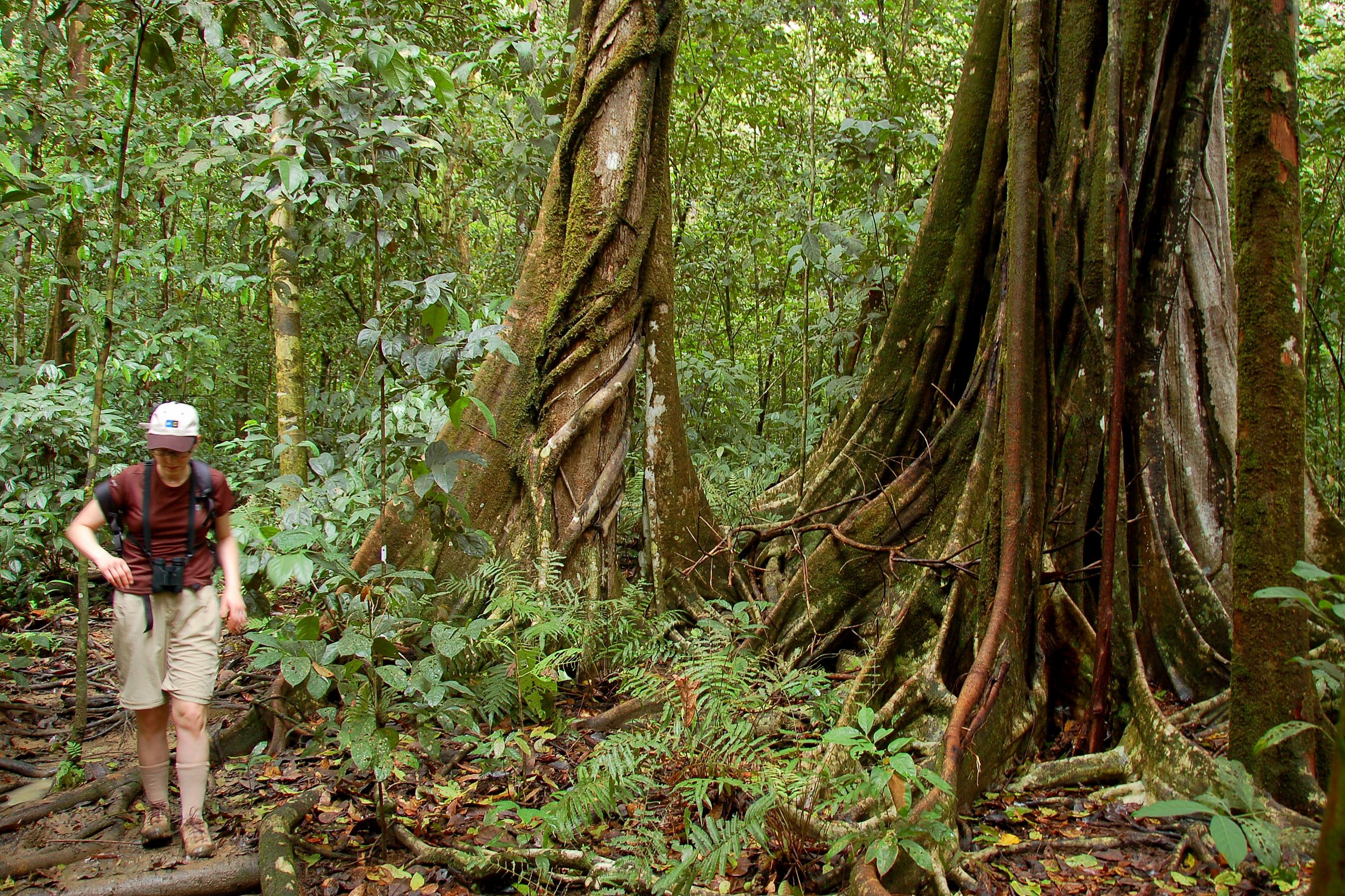 Tourist exploring Costa Rica’s rainforests