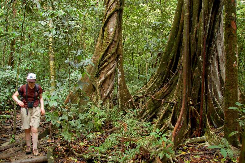Tourist exploring Costa Rica's rainforests