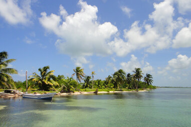 Palm trees swaying in the wind on a clear blue day in Belize