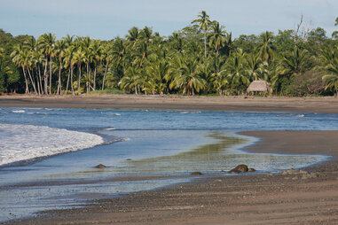 Washed up beach lined by palm trees