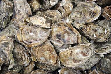 raw oysters