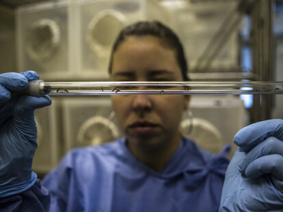 Lab technician studying mosquitoes and Zika virua