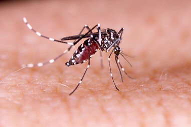 Zika mosquito on skin