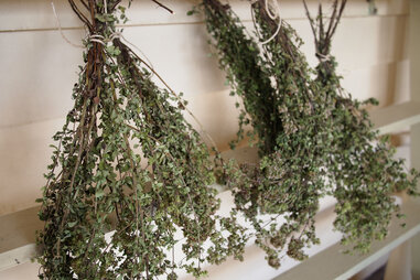 dried oregano
