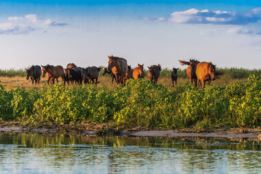Horses along the Danube delta in Romania