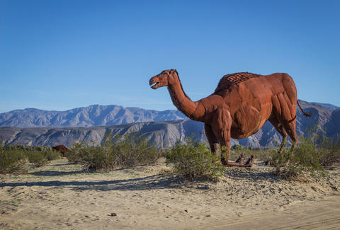 Reasons San Diegans Should Go to the Desert Instead of the Beach ...