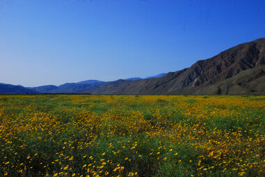 Palm Canyon Hotel & RV Resort, desert sunflowers