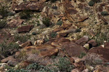 big horned sheep, dessert, road trip, San Diego
