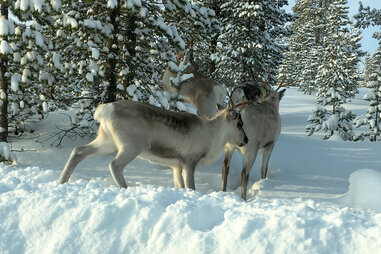 Reindeer were everywhere