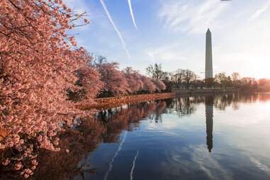 National Mall cherry blossoms