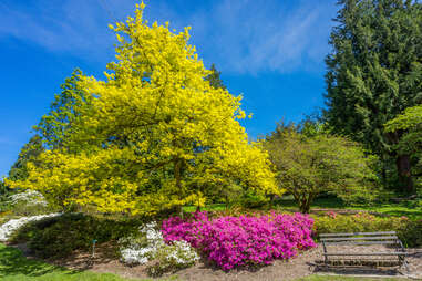 Washington Park Arboretum Seattle
