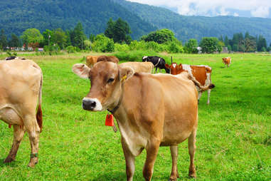 cows grazing