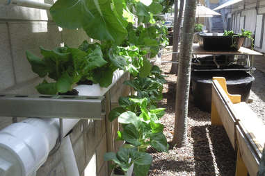 aquaponic farming