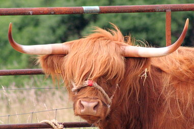 Houston Highland cow