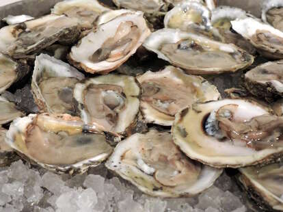 oysters