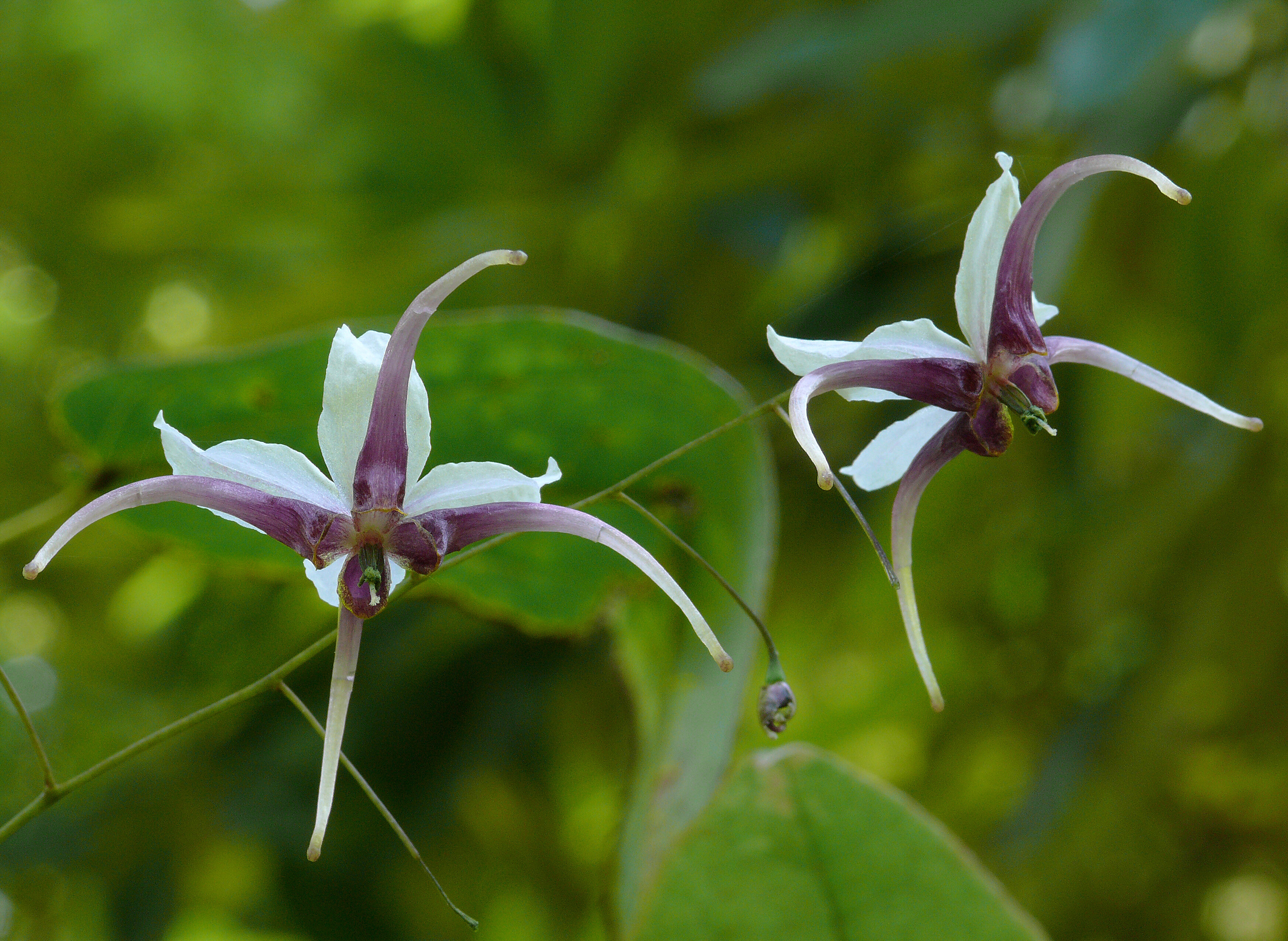 Yin Yang Huo, Horny Goat Weed
